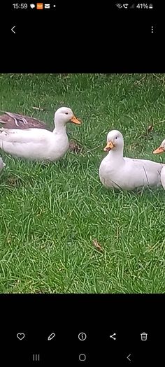 call ducks