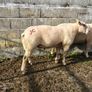 Charlaois rams Image 9