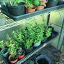 cottage garden perennial flowers Image 2