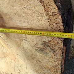 Premium Spalted Beech Wood Slabs 5 Years Air Dried
