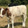 Farming Image 8