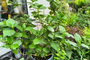 garden plants