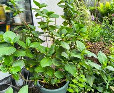 garden plants