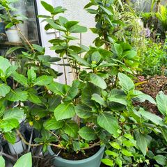 garden plants
