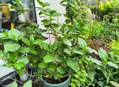 garden plants