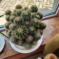 cactus plant