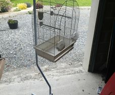 bird cage