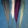 Pampas Grasses Image 2