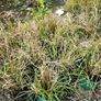 Large Selection of Grass Plants Image 5