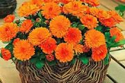 (C) Calendula Orange Gitana seeds 2g (300s) (414802)