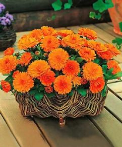 (C) Calendula Orange Gitana seeds 2g (300s) (414802)