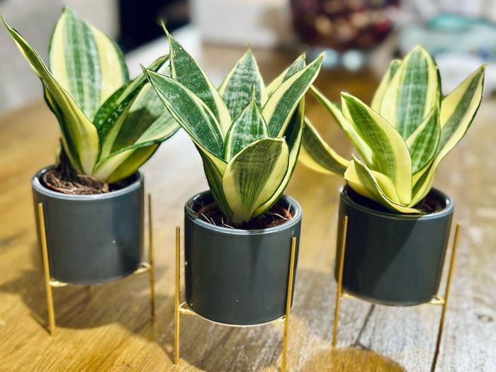 Sansevieria Mix in 9cm decorative pot
