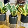 Sansevieria Mix in 9cm decorative pot Image 6