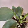 Philodendron Silver Sword lost Variegation Image 6