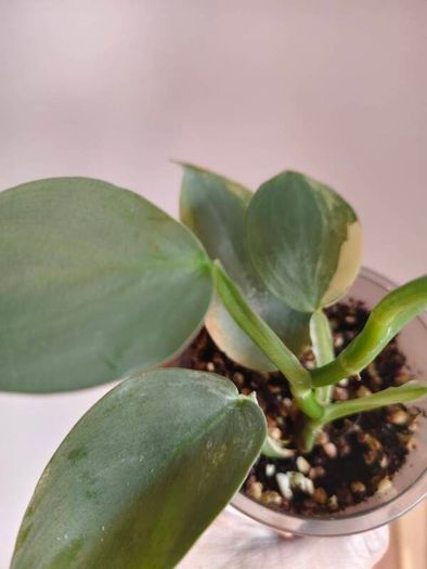 Philodendron Silver Sword lost Variegation