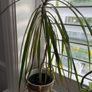 Indoor plant bundle Image 2