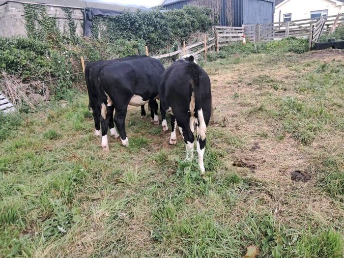 heifers