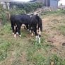 3 white heifers Image 5