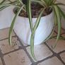 Mature spider plant in whiteceramic pot Image 5