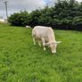 Pedigree charolais Image 6