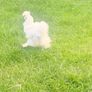 Silkie Image 4