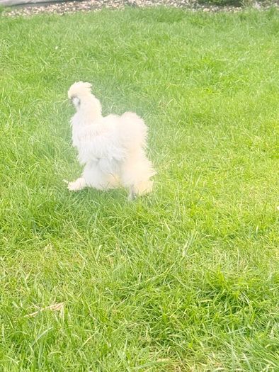 Silkie