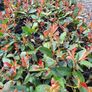 Red Robin Hedging two euro Image 3