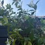 215cm trachelospermum  jasmine highly scented flower jasmine in new rattan pot Image 7