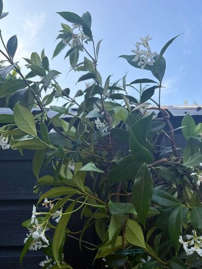 215cm trachelospermum  jasmine highly scented flower jasmine in new rattan pot