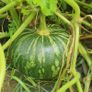 Squash 'Asterix' Irish Seeds Image 2