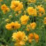 (G) Geum Stratheden seeds 0.3g (600595) Image 3