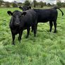 Angus heifers Image 7