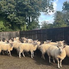 Hogget ewes mostly Suffolk X