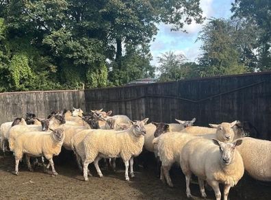 Hogget ewes mostly Suffolk X