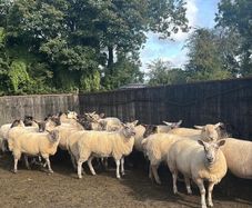 Hogget ewes mostly Suffolk X