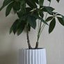 Plant decor Image 3
