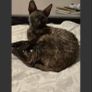 kittens Image 7