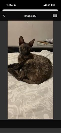 kittens