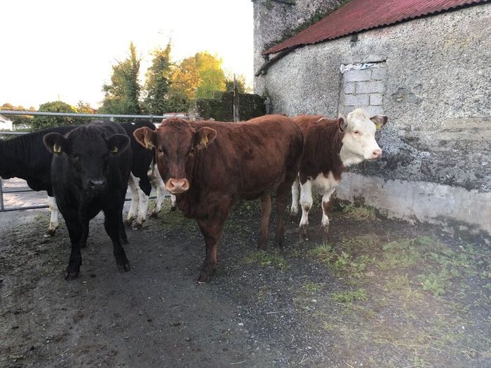 Coloured heifers for sale.