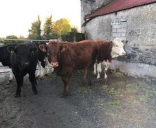 Coloured heifers for sale.