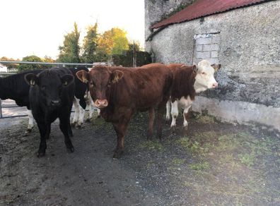 Coloured heifers for sale.