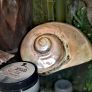 Large turban snail shell 16cm!! Image 2