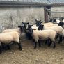 Suffolk hoggets Image 2