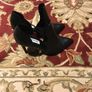 Steve Madden Shoes size EU-37, UK-4,5 Image 2