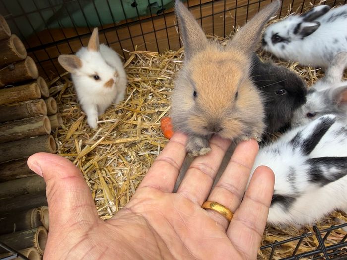 Pet bunnies/rabbit