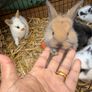 Pet bunnies/rabbit Image 7