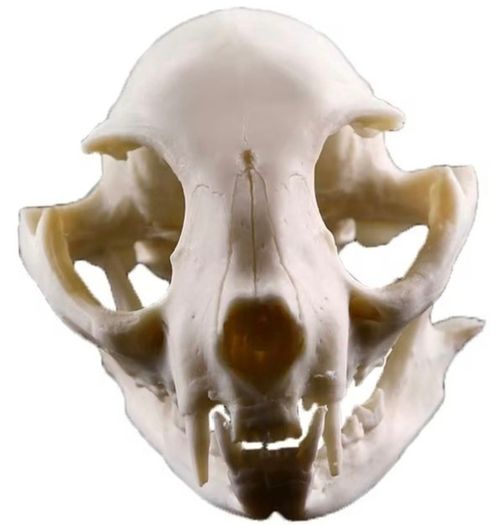 1/1 resin copy of a cats skull.