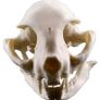 1/1 resin copy of a cats skull. Image 6