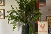 Fishbone cactus houseplant