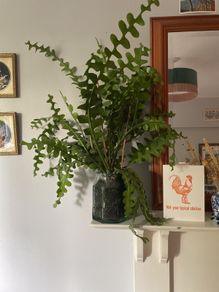 Fishbone cactus houseplant